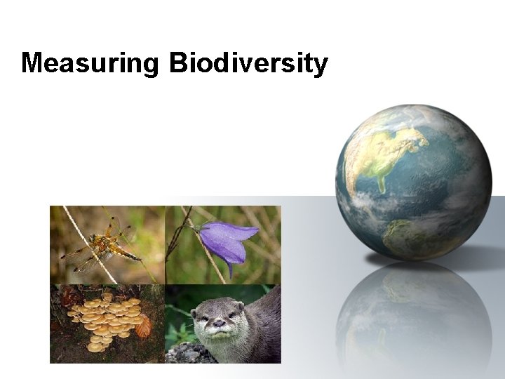 Measuring Biodiversity 