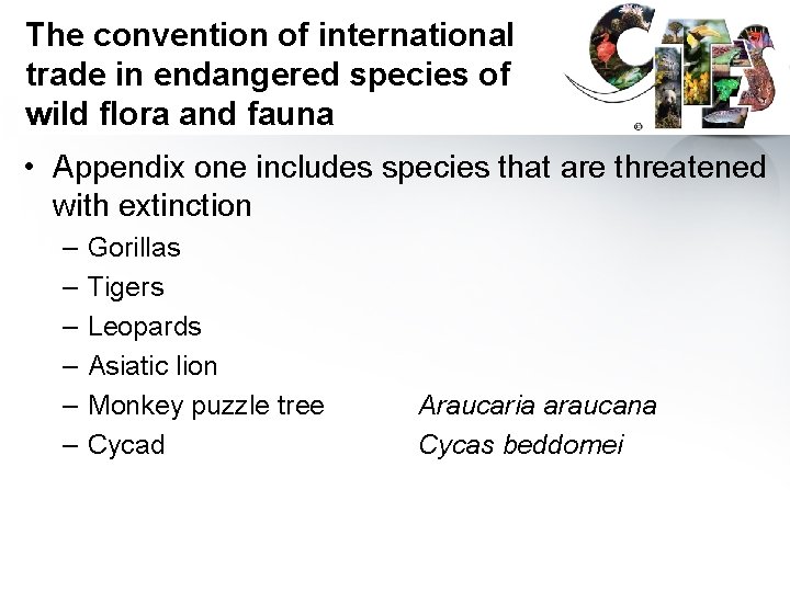 The convention of international trade in endangered species of wild flora and fauna •
