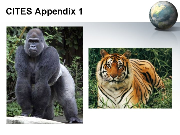 CITES Appendix 1 