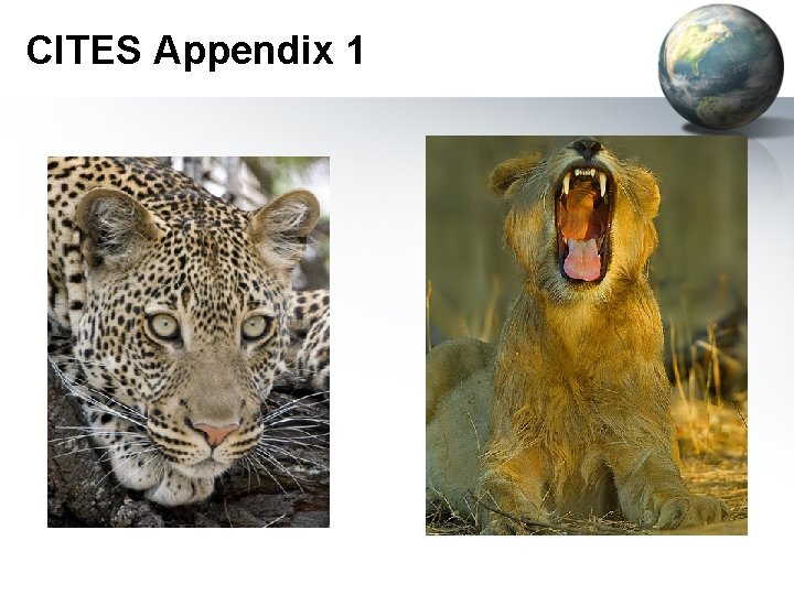 CITES Appendix 1 