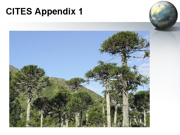 CITES Appendix 1 