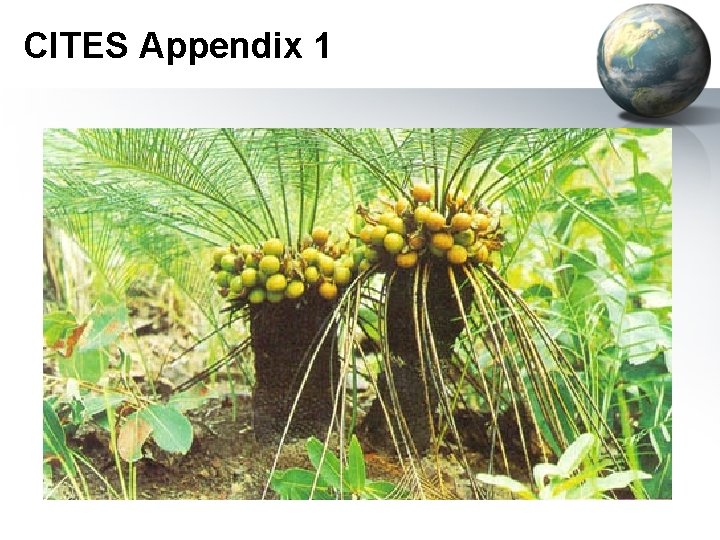 CITES Appendix 1 