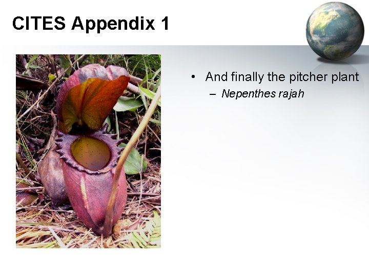 CITES Appendix 1 • And finally the pitcher plant – Nepenthes rajah 