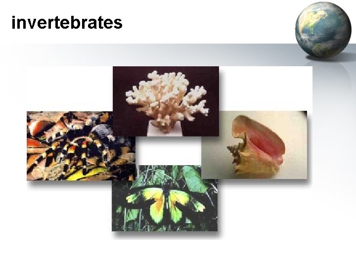 invertebrates 