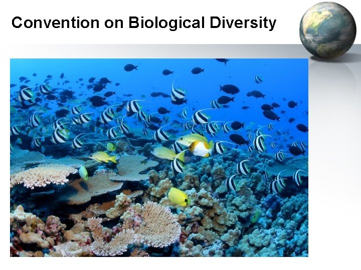 Convention on Biological Diversity 