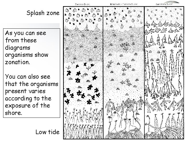 Splash zone As you can see from these diagrams organisms show zonation. You can