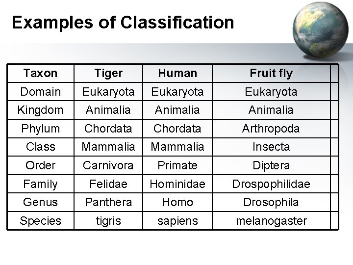 Examples of Classification Taxon Tiger Human Fruit fly Domain Eukaryota Kingdom Animalia Phylum Chordata