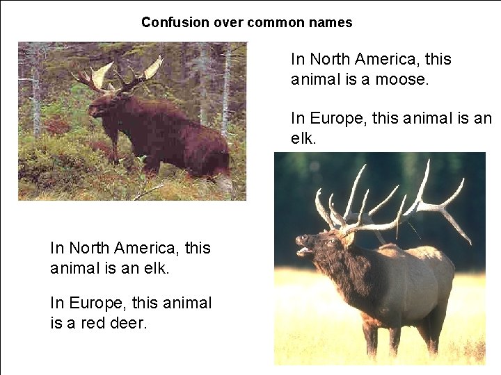 Confusion over common names In North America, this animal is a moose. In Europe,