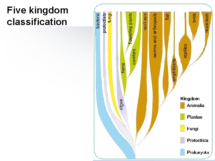 Five kingdom classification 