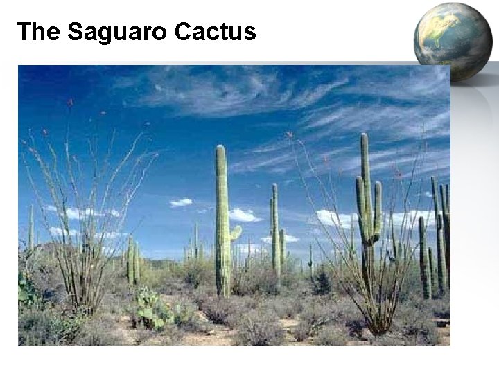 The Saguaro Cactus 