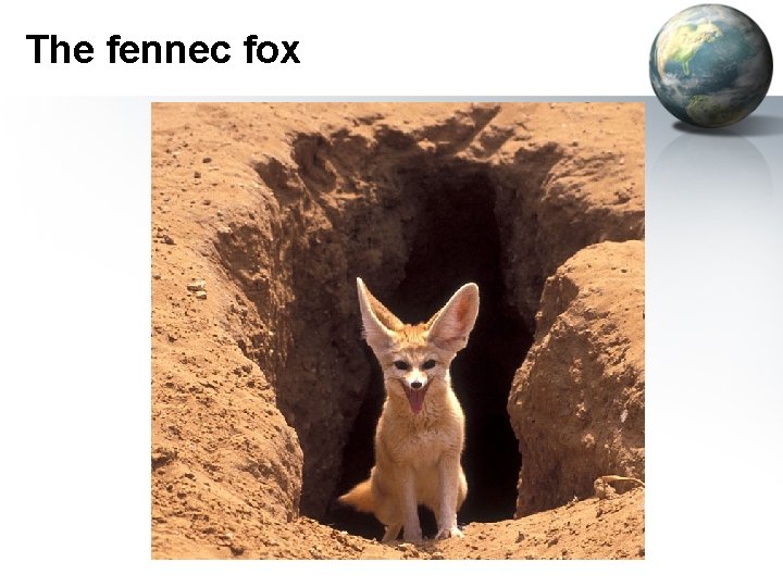 The fennec fox 