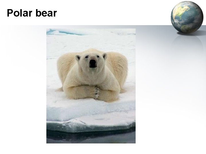 Polar bear 