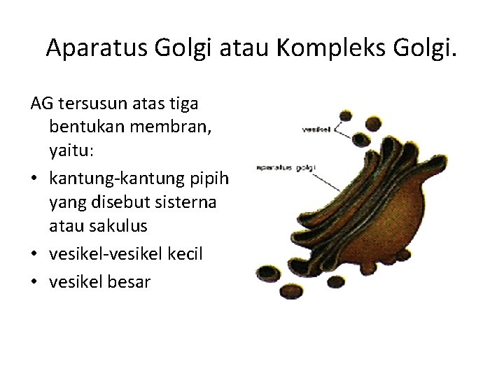 Aparatus Golgi atau Kompleks Golgi. AG tersusun atas tiga bentukan membran, yaitu: • kantung-kantung