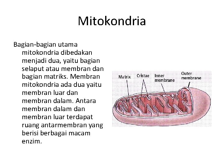 Mitokondria Bagian-bagian utama mitokondria dibedakan menjadi dua, yaitu bagian selaput atau membran dan bagian