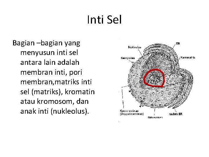 Inti Sel Bagian –bagian yang menyusun inti sel antara lain adalah membran inti, pori