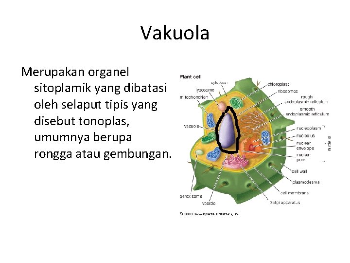 Vakuola Merupakan organel sitoplamik yang dibatasi oleh selaput tipis yang disebut tonoplas, umumnya berupa