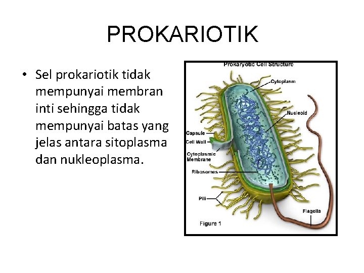 PROKARIOTIK • Sel prokariotik tidak mempunyai membran inti sehingga tidak mempunyai batas yang jelas