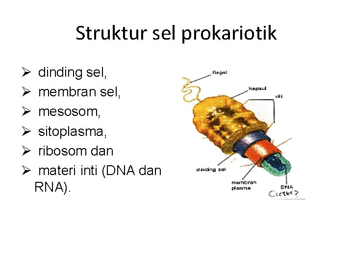 Struktur sel prokariotik Ø Ø Ø dinding sel, membran sel, mesosom, sitoplasma, ribosom dan