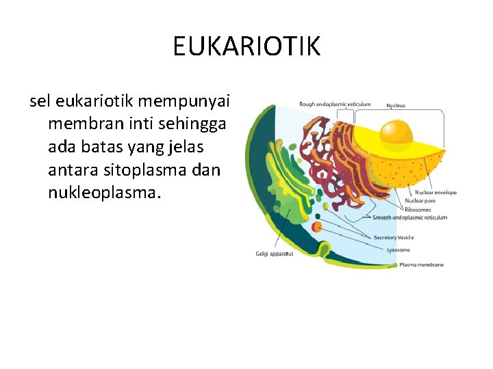 EUKARIOTIK sel eukariotik mempunyai membran inti sehingga ada batas yang jelas antara sitoplasma dan