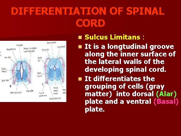 DIFFERENTIATION OF SPINAL CORD Sulcus Limitans : n It is a longtudinal groove along