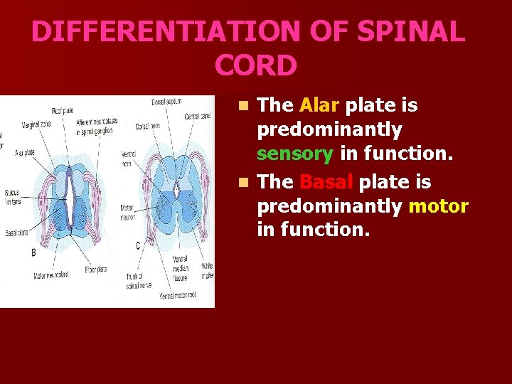 DIFFERENTIATION OF SPINAL CORD The Alar plate is predominantly sensory in function. n The
