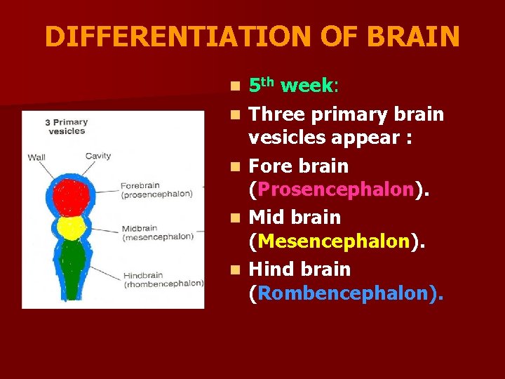 DIFFERENTIATION OF BRAIN n n n 5 th week: Three primary brain vesicles appear