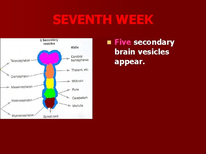 SEVENTH WEEK n Five secondary brain vesicles appear. 