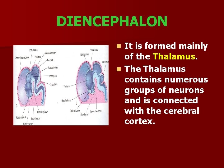 DIENCEPHALON It is formed mainly of the Thalamus. n The Thalamus contains numerous groups
