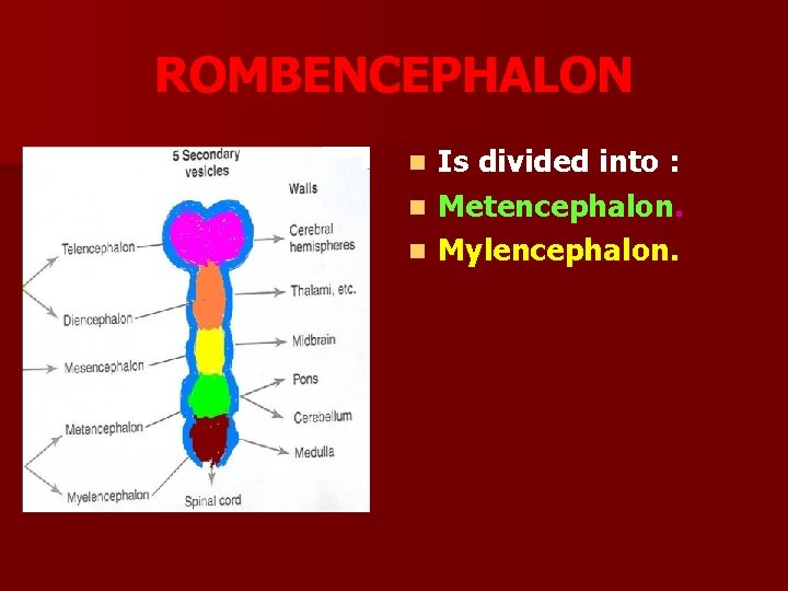 ROMBENCEPHALON Is divided into : n Metencephalon. n Mylencephalon. n 