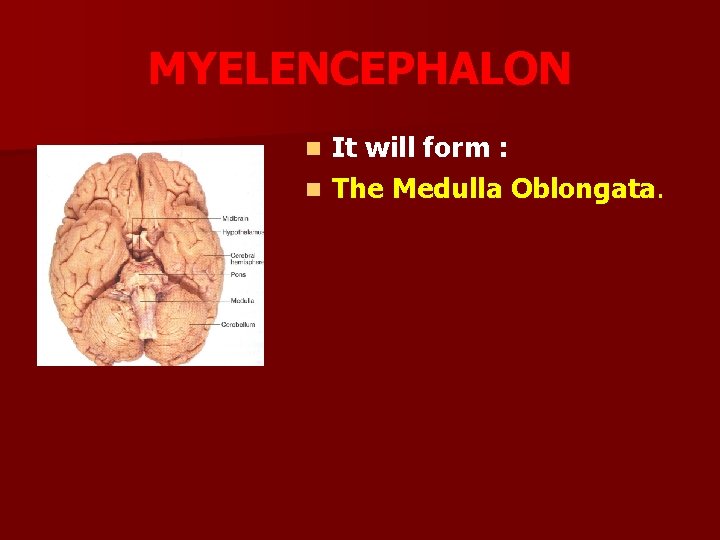 MYELENCEPHALON It will form : n The Medulla Oblongata. n 