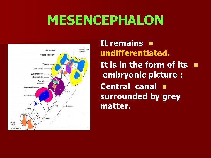 MESENCEPHALON It remains n undifferentiated. It is in the form of its n embryonic
