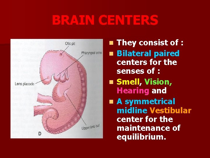 BRAIN CENTERS n n They consist of : Bilateral paired centers for the senses
