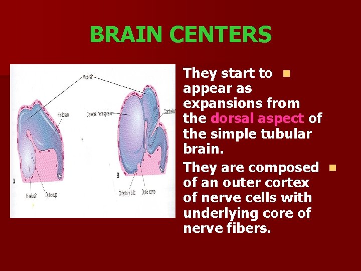 BRAIN CENTERS They start to n appear as expansions from the dorsal aspect of