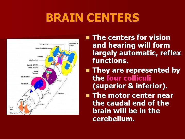 BRAIN CENTERS The centers for vision and hearing will form largely automatic, reflex functions.