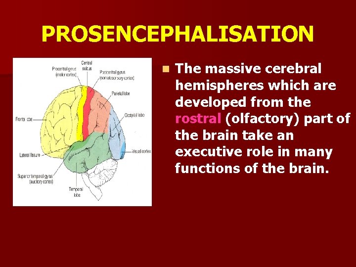 PROSENCEPHALISATION n The massive cerebral hemispheres which are developed from the rostral (olfactory) part