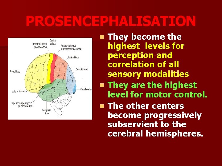 PROSENCEPHALISATION They become the highest levels for perception and correlation of all sensory modalities