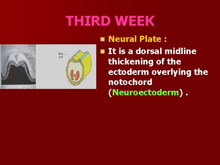 THIRD WEEK Neural Plate : n It is a dorsal midline thickening of the
