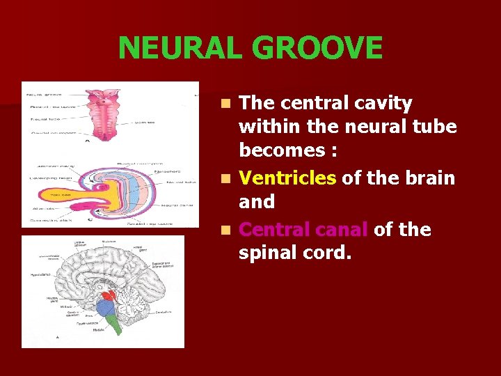 NEURAL GROOVE The central cavity within the neural tube becomes : n Ventricles of