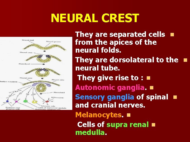 NEURAL CREST They are separated cells n from the apices of the neural folds.