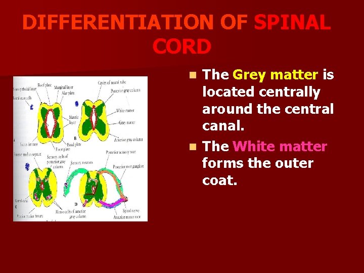 DIFFERENTIATION OF SPINAL CORD The Grey matter is located centrally around the central canal.