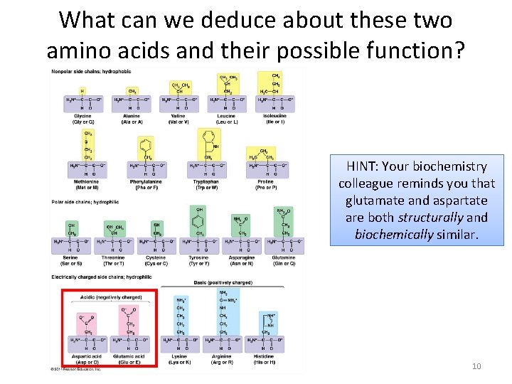 What can we deduce about these two amino acids and their possible function? HINT: