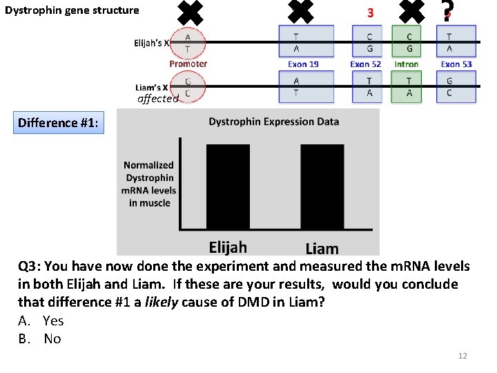 Dystrophin gene structure ✖ ✖ ✖? affected Difference #1: Q 3: You have now