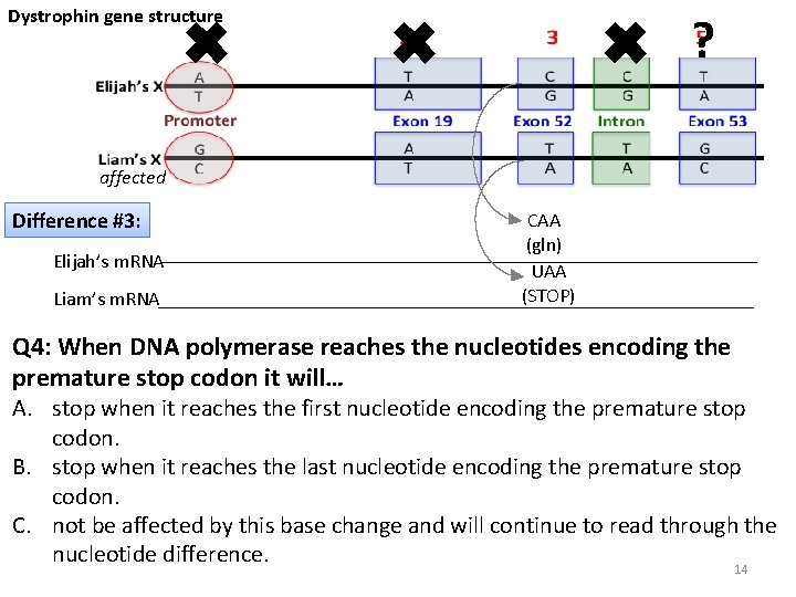 Dystrophin gene structure ✖ ✖ ? ✖ affected Difference #3: Elijah’s m. RNA Liam’s