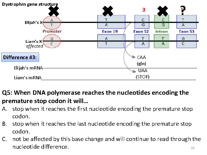 Dystrophin gene structure ✖ ✖ ? ✖ affected Difference #3: Elijah’s m. RNA Liam’s