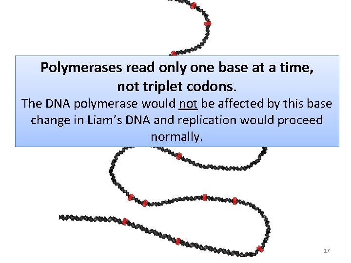 Polymerases read only one base at a time, not triplet codons. The DNA polymerase