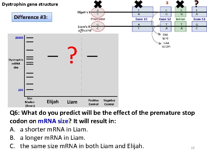 Dystrophin gene structure Difference #3: ? Q 6: What do you predict will be