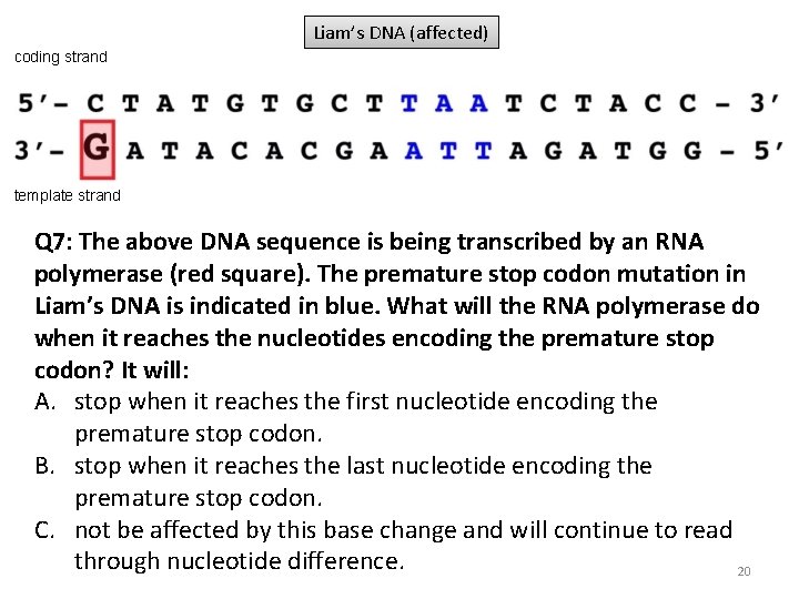 Liam’s DNA (affected) coding strand template strand Q 7: The above DNA sequence is