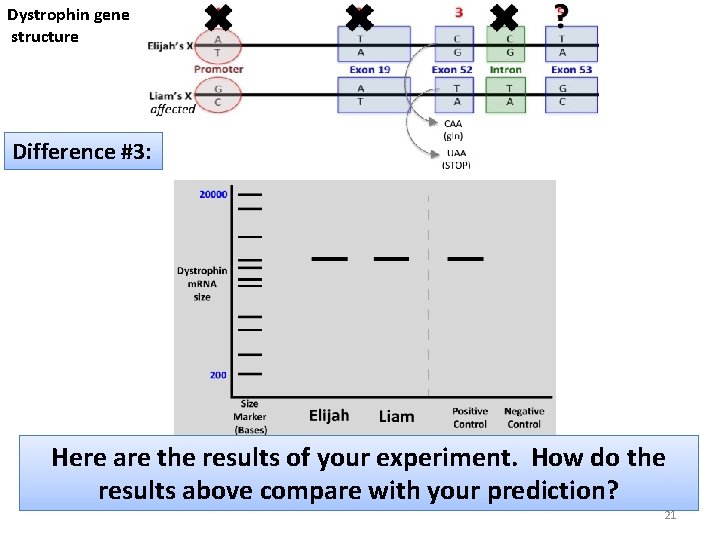 Dystrophin gene structure Difference #3: Here are the results of your experiment. How do