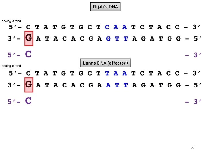 Elijah’s DNA coding strand Liam’s DNA (affected) 22 