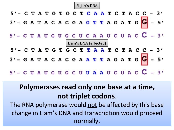 Elijah’s DNA Liam’s DNA (affected) Polymerases read only one base at a time, not